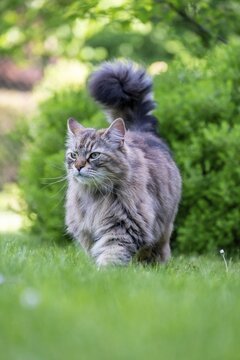 Siberian cat, pedigree cat running across grass in a garden, symbolic photo cat in the garden