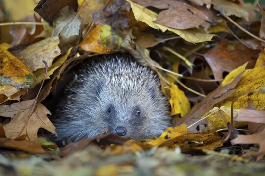 European hedgehog (Erinaceus europaeus) adult animal emerging from a pile of fallen autumn leaves, England, United Kingdom