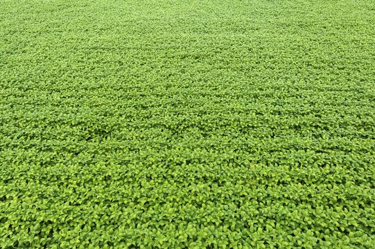 Giant soy fields, Sinop, Mato Grosso, Brazil