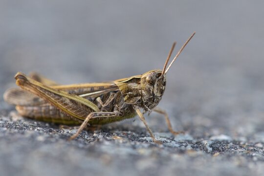 Grasshopper, Lembruch, Lower Saxony, Germany