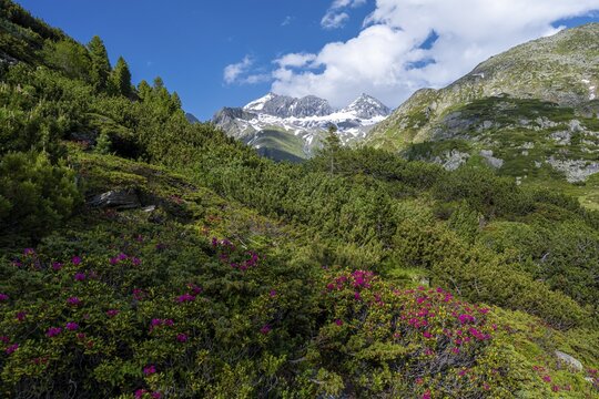 Apenrosen, in the back Gro&szlig;er and Kleiner M&ouml;rchner, Berliner H&ouml;henweg, Zillertaler Alps, Zillertal, Tyrol, Austria