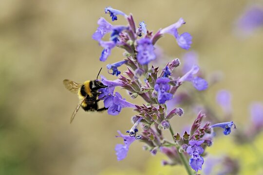 Garden bumblebee (Bombus hortorum), on a catmint (Nepeta x faassenii) flower, Meienberg, Canton of Aargau, Switzerland