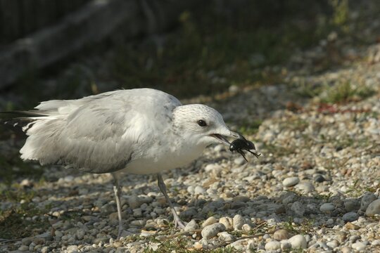 Seagull with captured water beetle (Hydrophilus piceus) Lake Neusiedl, Burgenland, Austria, Burgenland, Austria