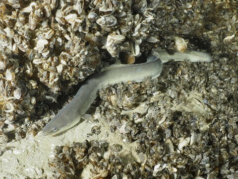 A European eel (Anguilla anguilla) lies in the middle of a mussel bank of quagga mussels (Dreissena rostriformis bugensis), invasive species, on a sandy substrate. Dive site Steilwand, Wallhausen, Lake Constance, Germany