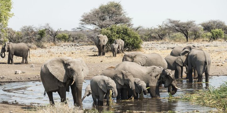 Herd of African Bush Elephants (Loxodonta africana) standing in the water while drinking, Koinachas Waterhole, Etosha National Park, Namibia