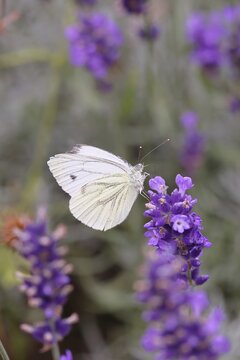 Rape white butterfly (Pieris napi), collecting nectar from a flower of Common lavender (Lavandula angustifolia), close-up, macro photograph, Wilnsdorf, North Rhine-Westphalia, Germany