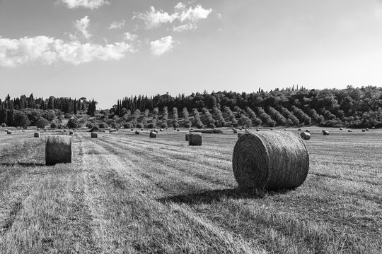 Straw bales on harvested field, black and white photo, near Massa Marittima, Tuscany, Italy