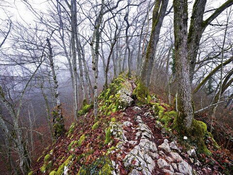 Moss-covered trees surrounded by distinctive limestone formation, L&auml;gerngrat, Baden, Canton Aargau, Switzerland