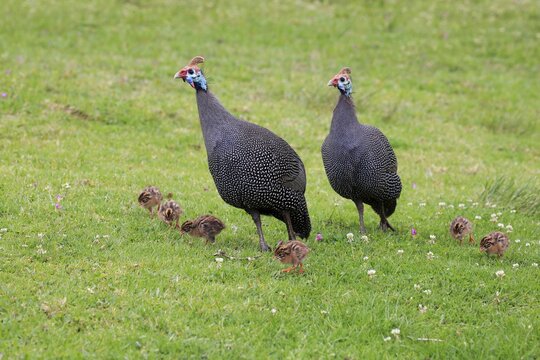 Helmeted guineafowl (Numida meleagris), adult, two, young animals, chicks, alert, Kirstenbosch Botanical Garden, Cape Town, South Africa