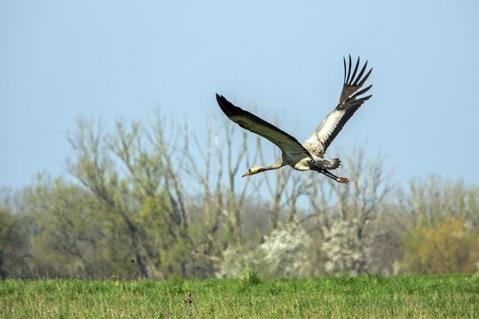 Crane (Grus grus), young bird, in flight, Baden-W&uuml;rttemberg, Germany