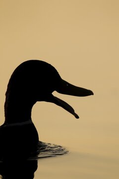 Mallard or Wild duck (Anas platyrhynchos) silhouette of an adult male bird calling or quacking on a lake at sunset, England, United Kingdom