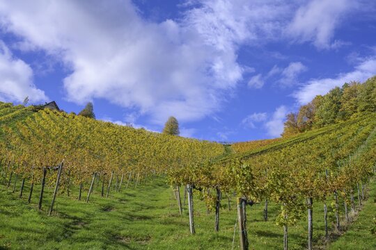 Autumn vineyards, Glanz an der Weinstra&szlig;e, Styria, Austria