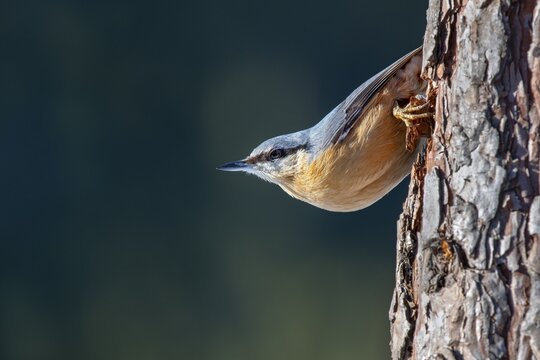 Eurasian nuthatch (Sitta europaea), on the trunk of a pine tree, Terfens, Tyrol, Austria