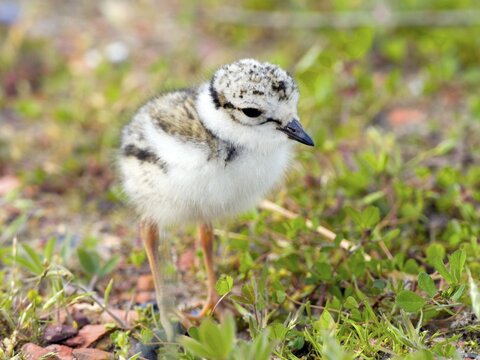 Ringed Plover (Charadrius hiaticula), chick, nest fledgling, Texel Island, Netherlands