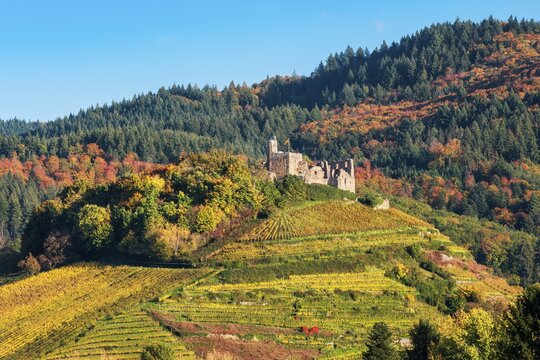 The ruins of Staufen Castle on a hill with vineyards in autumn, behind the mountains of the Black Forest, Staufen im Breisgau, Baden-W&uuml;rttemberg, Germany