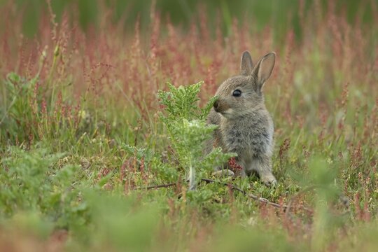 Rabbit (Oryctolagus cuniculus) juvenile baby animal amongst red flowers on grassland, Suffolk, England, United Kingdom