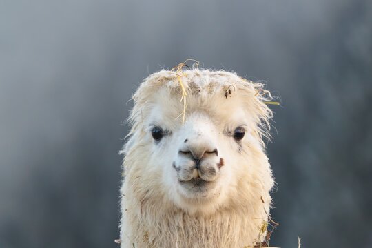 Alpaca (Vicugna pacos), frontal portrait, white animal, adult animal, female animal, winter, minus 15 &deg;C, farm animal, Slovakia
