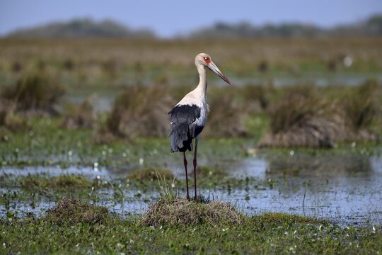 Maguari stork (Ciconia maguari), Cambyret&aacute;, Esteros del Iber&aacute;, Corrientes Province, Argentina