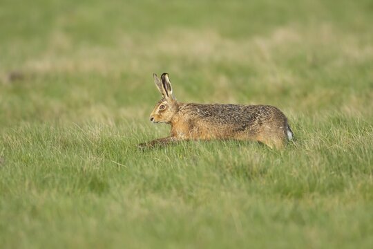 European brown hare (Lepus europaeus) adult running across grassland, Suffolk, England, United Kingdom