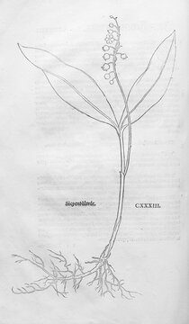 Lily of the valley (Convallaria majalis), woodcut by Leonhart Fuchs, from New Kre&uuml;terbuch, neues Kr&auml;uterbuch, Michael Isingrin, Basel, Switzerland, 1543