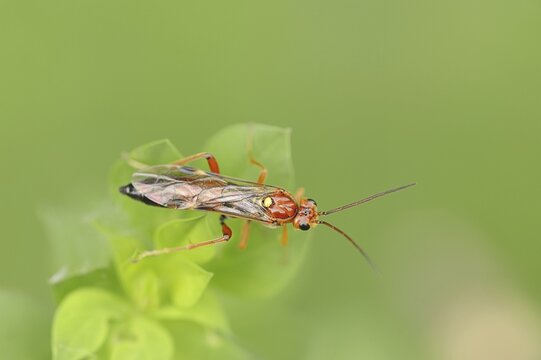 Leaf wasp (Tenthredopsis spec.), North Rhine-Westphalia, Germany