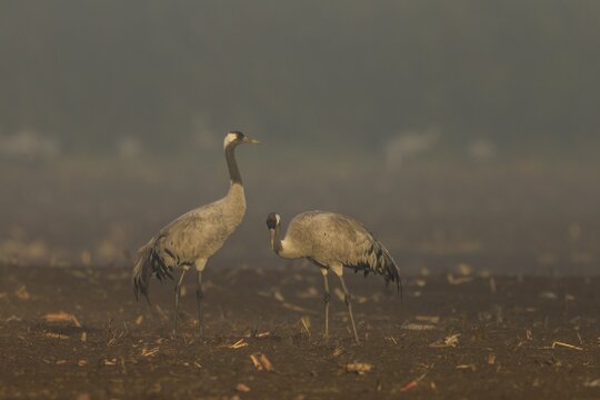 Two cranes stand quietly in foggy morning light, Crane (Grus grus) wildlife, Western Pomerania Lagoon Area National Park, Zingst, Mecklenburg-Western Pomerania, Germany