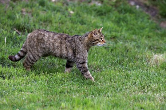 European Wildcat (Felis silvestris silvestris), adult, stalking, Surrey, United Kingdom