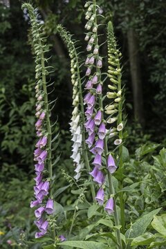 Foxglove (Digitalis purpurea), Emsland, Lower Saxony, Germany