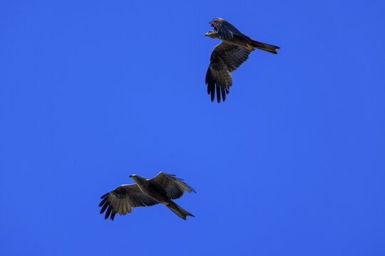 Two birds of prey fly synchronised in the blue sky and create a feeling of freedom, Red Kite, (Milvus milvus) wildlife, Germany