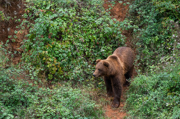 OSOS PARDOS EN CAUTIVIDAD © daniel