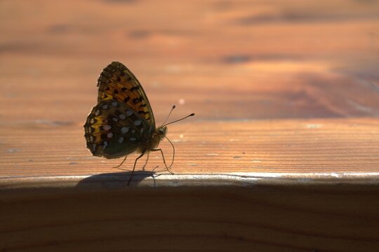 Butterfly resting on wooden surface in warm sunlight.