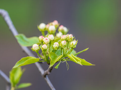 White blossoming apple trees in the sunset light. Spring season, spring colors.