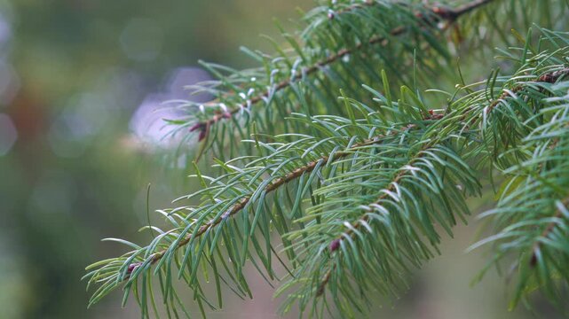 Close-up of a vibrant green spruce tree branch with tiny water droplets on needles after rain, set against a soft blurred background.