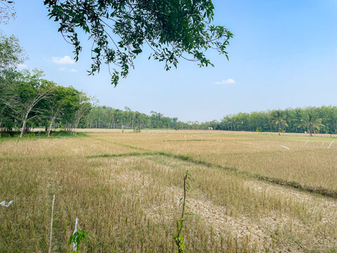 Drought Severely Impacts Agriculture as Rice Fields Completely Dry Up During the Hot Summer Season
