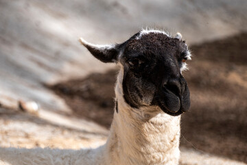 Beautiful Llama Portrait in Natural Setting. Domestic Llama Standing Outdoors. Friendly Llama in a Natural Landscape. © onderortel