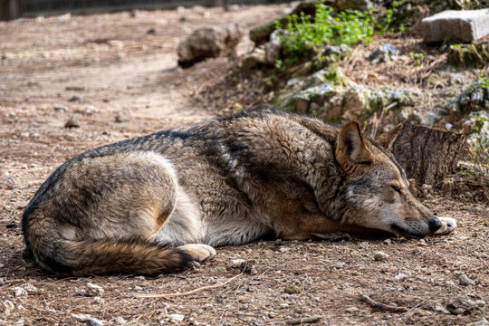 Resting Wolf Lying on the Ground. Beautiful Wolf Portrait While Lying Down. Closeup Portrait of a Resting Wolf.