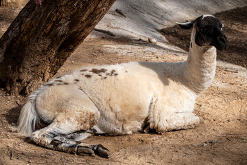 Beautiful Llama Portrait in Natural Setting. Domestic Llama Standing Outdoors. Friendly Llama in a Natural Landscape. © onderortel