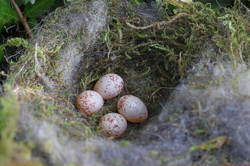 close-up shot of four speckled great tit eggs resting inside a soft, carefully crafted nest made of green moss and plastic fibers © mschauer