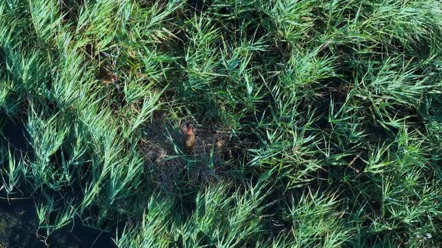 Purple Heron (Ardea purpurea) nest in the Santo&ntilde;a, Victoria and Joyel Marshes Natural Park. Noja. Cantabrian Sea. Cantabria. Spain. Europe