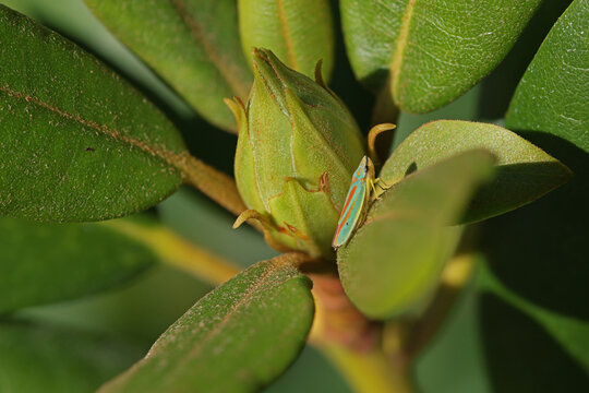 close-up of a green rhododendron flower bud with a colorful rhododendron cicada (Graphocephala fennahi) in the sunlight
