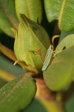 close-up of a green rhododendron flower bud with a colorful rhododendron cicada (Graphocephala fennahi) in the sunlight