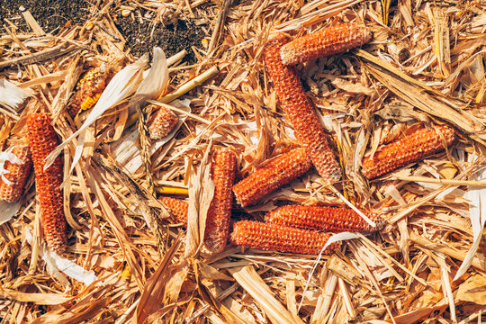 Close-up of discarded maize cobs lying among dry corn stalks, leaves and field debris after harvest. Agricultural residue, biomass material, grain farming and rural agriculture concept.