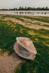 Freshwater bivalve shell exposed on algae-laden riverbanks due to dropping water levels. Concept of drought impact, river ecosystem degradation, climate change, and aquatic habitat loss. © Bits and Splits