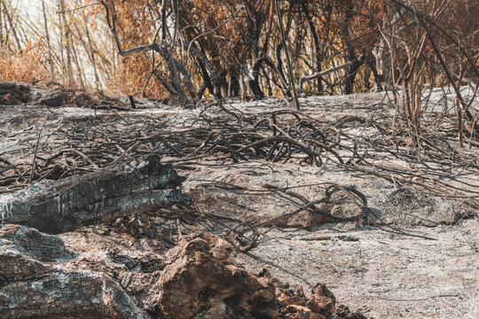 Exposed charred roots and ash covering the earth in a wildfire zone. Concept of soil erosion, environmental devastation, climate change impacts, and forest fire destruction.