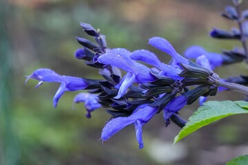 Fototapeta premium Vibrant blue anise-scented or hummingbird sage flower salvia guaranitica bloom with morning dew drops in a serene botanical garden environment natural look