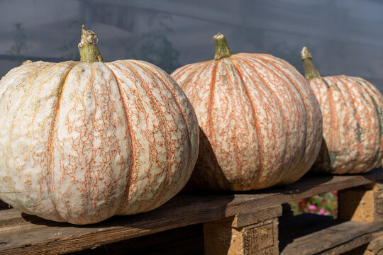 White pumpkins with orange speckles on wooden pallets at a farm harvest. Halloween, autumn display, agricultural setting.