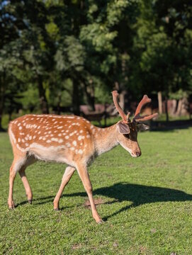 Young spotted fallow deer buck with velvet antlers walking on a green grass meadow in warm sunlight, side view of a wild animal in a park with blurred trees in the background