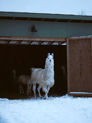 Fototapeta premium White llama standing in a wooden barn entrance during a snowy winter day.