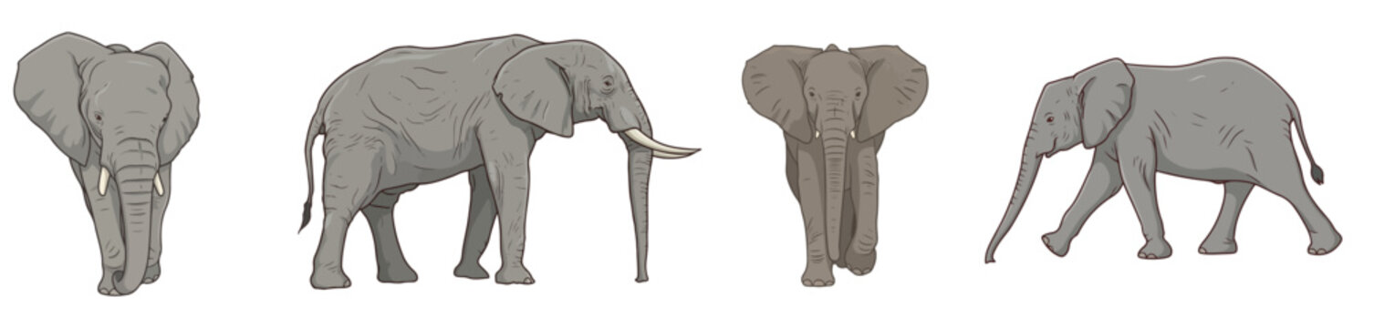African Elephant Walking Raised Trunk Front View Ears Flapped and Cute Baby Elephant Set Safari Wildlife Concept Vector Illustration Isolated on White Background