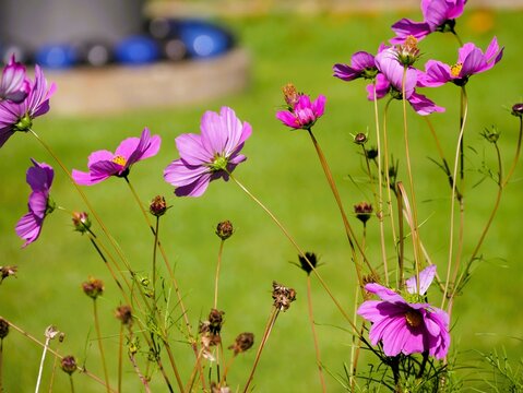 Rosa Schmuckk&ouml;rbchen-Pflanze im Herbst
